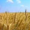 Роснефть  разработала специальную сервисную программу для аграрного сектора - КОМПАНИЯ "ПРОФИ"