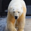 Роснефть объявляет конкурс на лучшее имя для спасенной медведицы  - КОМПАНИЯ "ПРОФИ"
